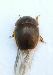 Amphicrossus ciliatus