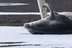 Leptonychotes weddellii