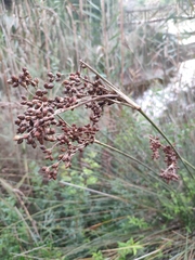 Juncus acutus