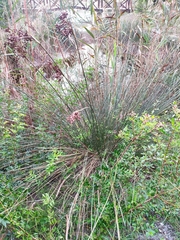 Juncus acutus