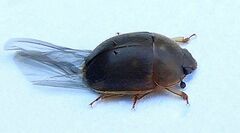 Amphicrossus ciliatus