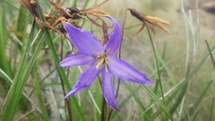 Xerophyta dasylirioides