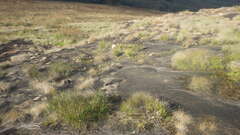 Xerophyta dasylirioides