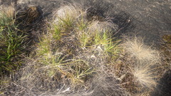 Xerophyta dasylirioides