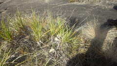 Xerophyta dasylirioides