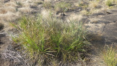 Xerophyta dasylirioides