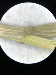 Lolium arundinaceum