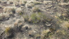 Xerophyta dasylirioides