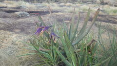 Xerophyta dasylirioides