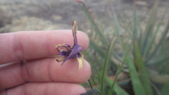 Xerophyta dasylirioides