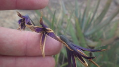 Xerophyta dasylirioides