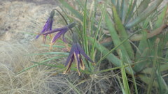 Xerophyta dasylirioides