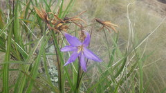 Xerophyta dasylirioides