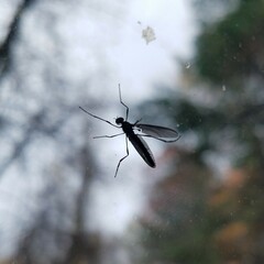 Penthetria heteroptera