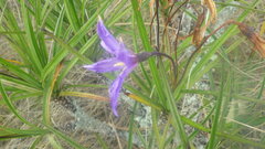 Xerophyta dasylirioides