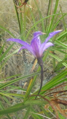 Xerophyta dasylirioides