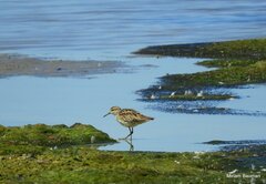 Calidris acuminata