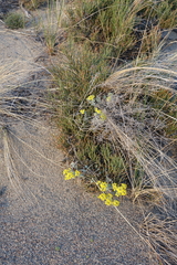 Odontarrhena obovata