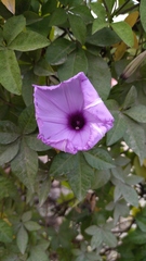 Ipomoea cairica