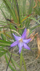 Xerophyta dasylirioides