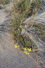 Odontarrhena obovata