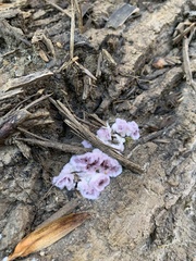 Punctularia atropurpurascens