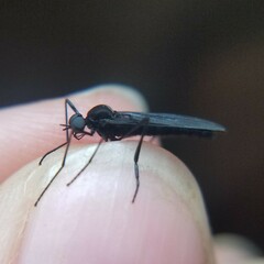 Penthetria heteroptera
