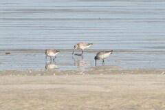 Limosa lapponica lapponica