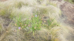 Xerophyta dasylirioides