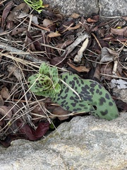 Ledebouria ovatifolia