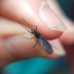 Penthetria heteroptera