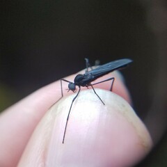 Penthetria heteroptera