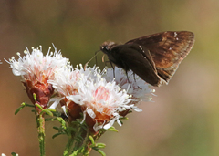 Erynnis zarucco