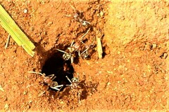 Anoplolepis custodiens