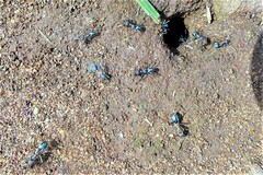 Anoplolepis custodiens