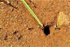 Anoplolepis custodiens