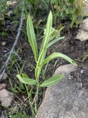 Raphionacme galpinii