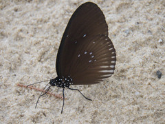 Euploea eyndhovii gardineri