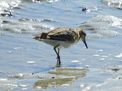 Calidris acuminata