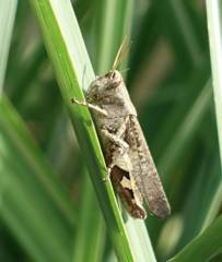 Xenocatantops brachycerus