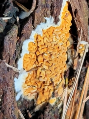 Serpula himantioides