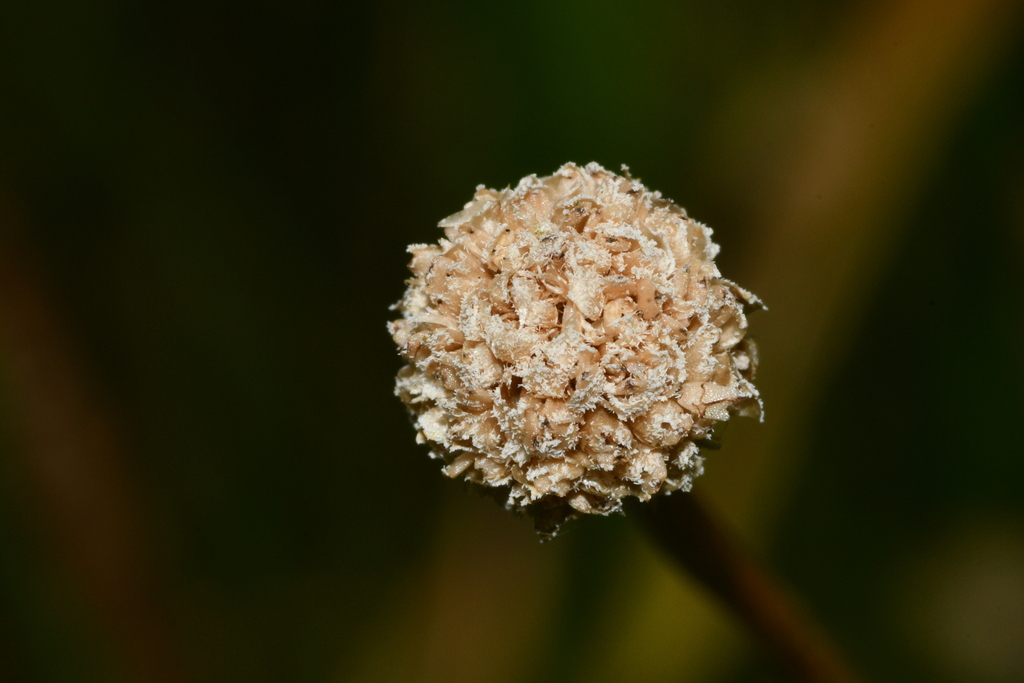 Eriocaulon buergerianum