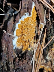 Serpula himantioides