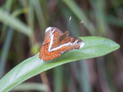 Lebadea martha martha