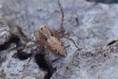 Oxyopes