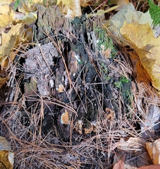 Serpula himantioides