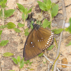 Euploea modesta modesta