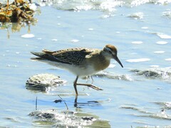 Calidris acuminata