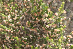 Erica formosa