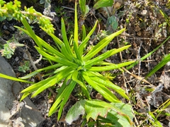 Bulbine praemorsa